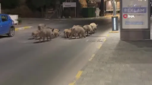 Turizm kentlerini istila eden domuz sorunu her geçen gün büyüyor