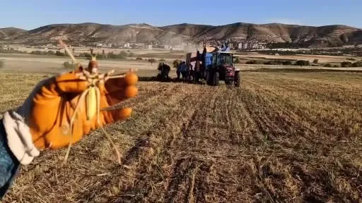 Batman’da mercimek hasadında görülen dev çekirge şaşırttı