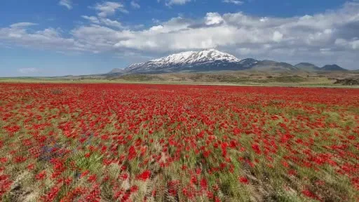 Gülistan Ovası gelinciklerle kırmızıya büründü