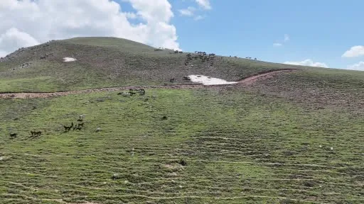 Doğaya salındılar çoğaldılar güçlendiler, Emirdağları’nın gerçek sahibi oldular