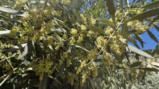 El Nino’ya karşı uzmanından zeytin üreticilerine kritik uyarılar