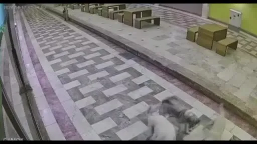 Kedinin tek başına 6 köpekle mücadele ettiği anlar kameraya yansıdı