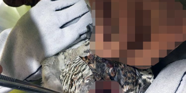 Kursağı yırtılan atmaca tedavi edildi