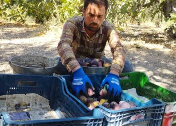 Kraliçe incirinde fiyat oyunu