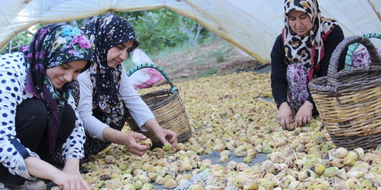 Aydın’ın altın meyvesi incirin bahçeden sofraya yolculuğu