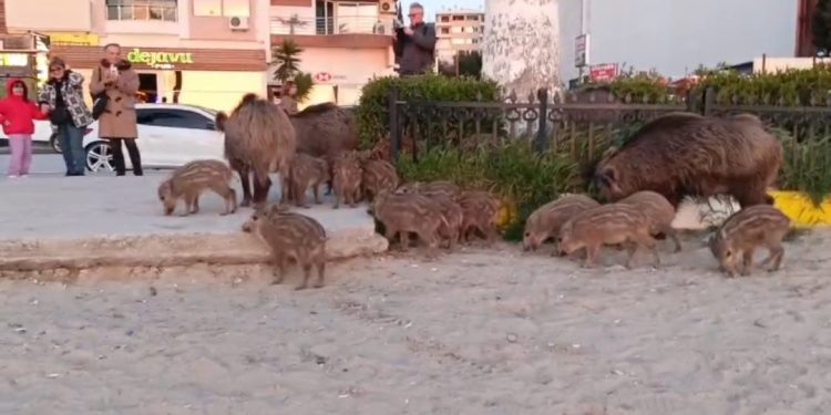 ’Yaban domuzlarını elle beslemeyin’ uyarısı