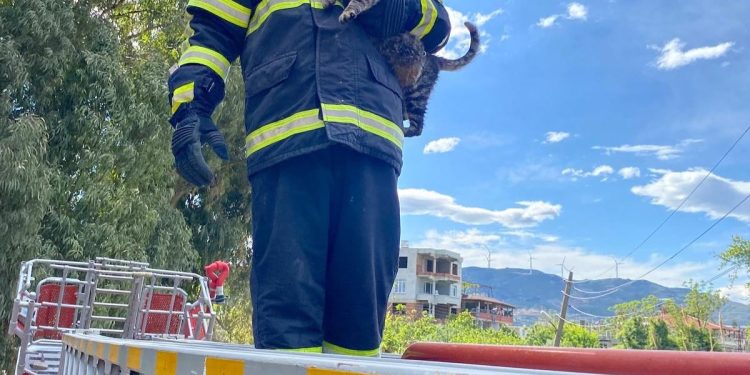 Ağaçta mahsur kalan kediyi itfaiye kurtardı