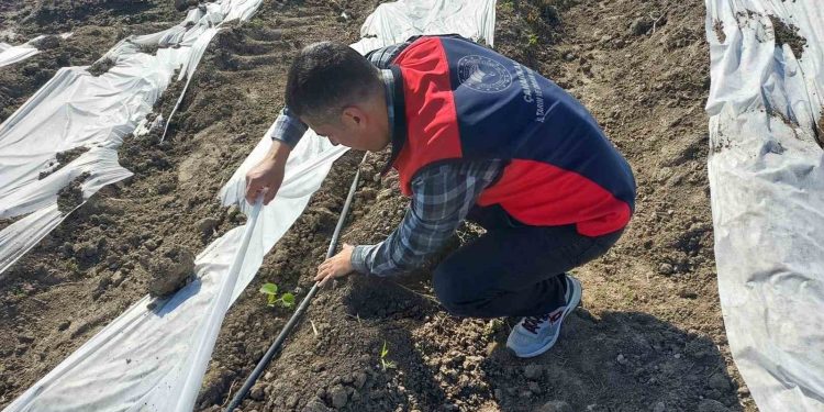 Çanakkale’de zirai donun ardından hasar tespit çalışmaları