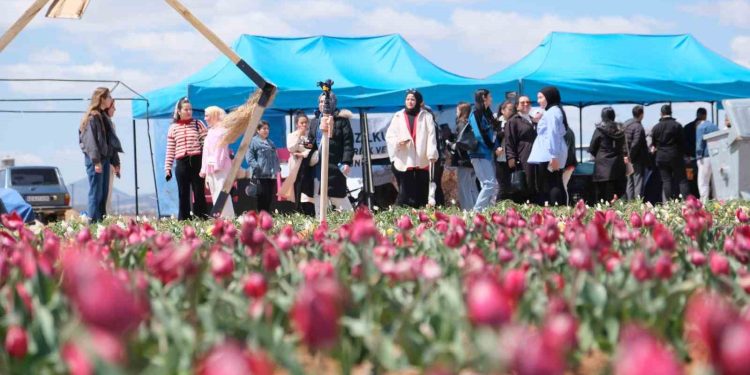 Karaman’da lale tarlasını bu yıl 200 bin kişinin ziyaret etmesi bekleniyor