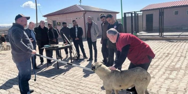 Bayburt’ta sokak hayvanlarını yakalama personeline eğitim