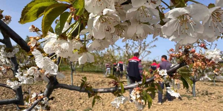 Tekirdağ’da don zararıyla ilgili üreticiler bilgilendirildi