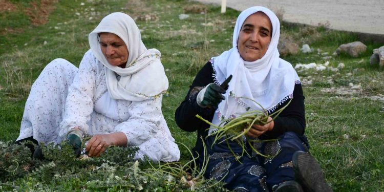 Huzura kavuşan Herekol Dağı’nda vatandaşlar pancar topladı