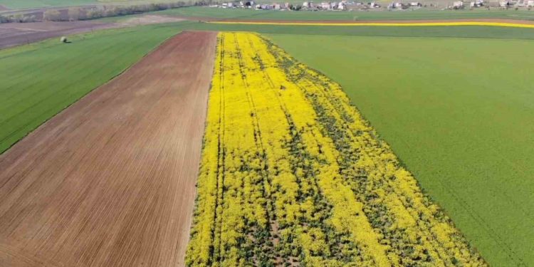 Tarla değil adeta tablo:Tekirdağ’da sarı bahar