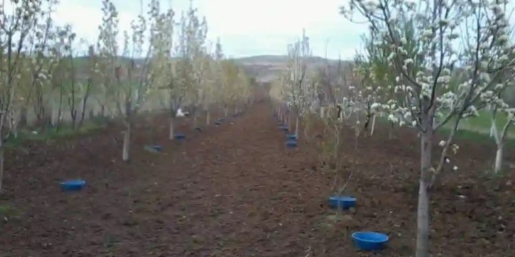 Erzincan’da meyve bahçelerinde baklazınnı mücadelesi