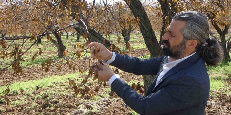Malatya’da zirai dondan etkilenen ağaçlar için uzmanlardan önemli uyarı