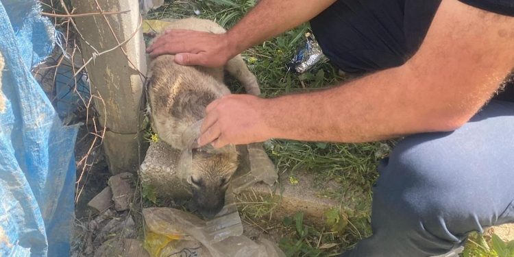 Kafasına bidon sıkışan yavru köpeğin yardımına itfaiye yetişti
