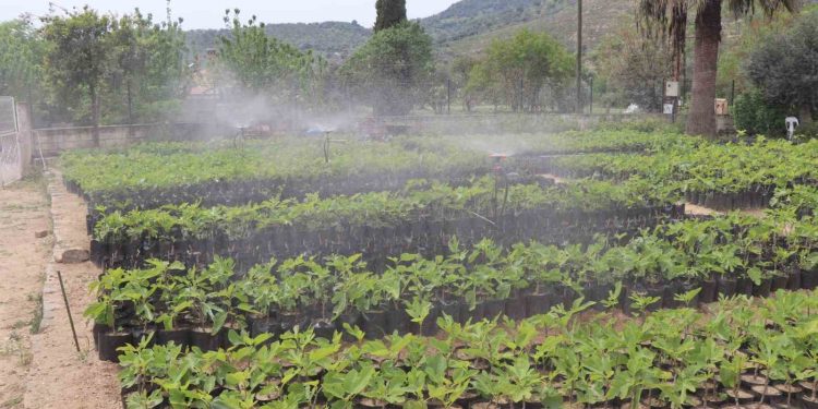 Nazilli Belediyesi’nden doğaya nefes: 18 bin fidan toprakla buluşacak