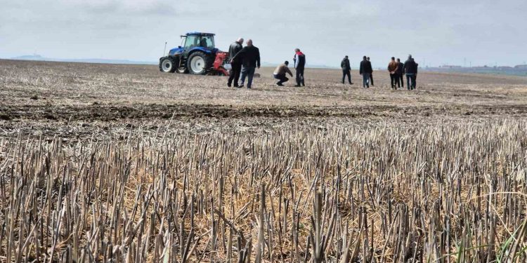 Tekirdağ’da anıza ekim dönemi: Anıza ekim Türkiye’ye örnek olacak