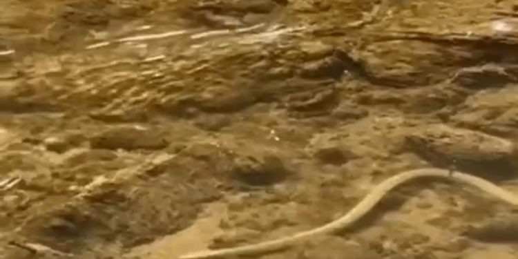 Elazığ’da su yılanı balık avlarken görüntülendi