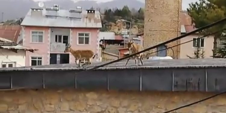 Dağ Keçileri evlerin ve tarihi caminin çatısına çıktı
