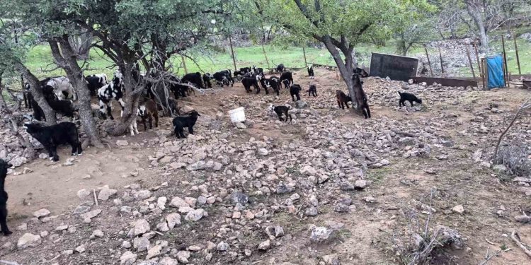 Mardinli besici, hayvanlarını barındırdıkları yerden tahliye etmek için belediyeden ek süre bekliyor