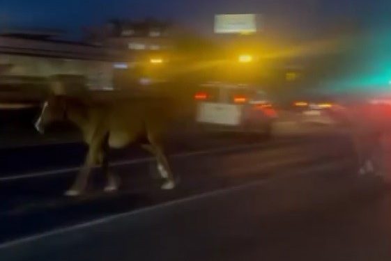 Mersin’de karayoluna çıkan atlar trafiği karıştırdı