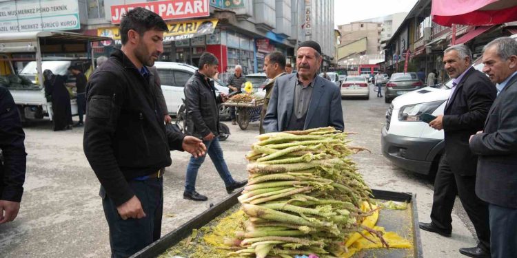 Muş’ta ’yayla muzu’ tezgahlarda yerini aldı