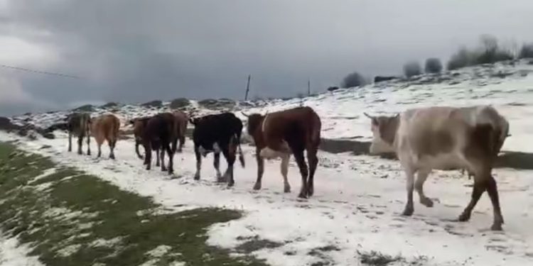 Yayladaki sürülerin dolu yağışında zorlu anları kameraya yansıdı