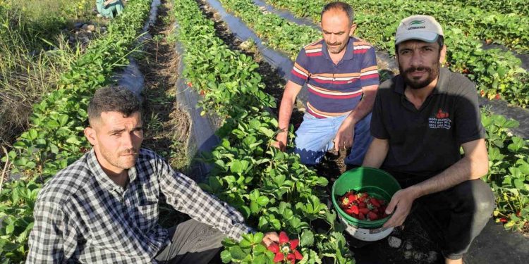 Organik Sason çileğinde hasat başladı