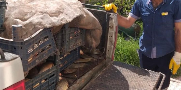 Elazığ’da kaçak avlanan 700 kilogram balık ele geçirildi