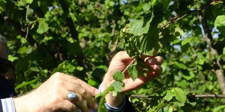 TZOB Genel Başkanı Bayraktar, Giresun’da zirai don incelemesinde bulundu
