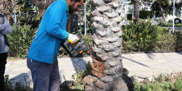 Alanya’da hurma ağaçlarına endoterapiyle uzun süreli koruma yapıldı