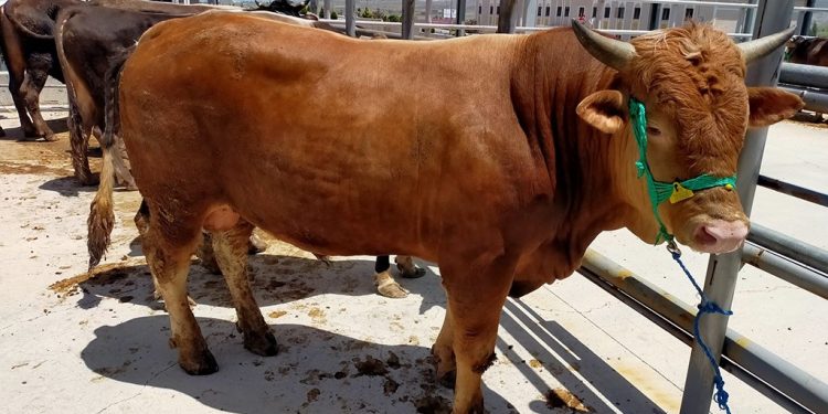 Sivas’da kurban pazarı bu yıl Kovalı Mevkii’nde kurulacak