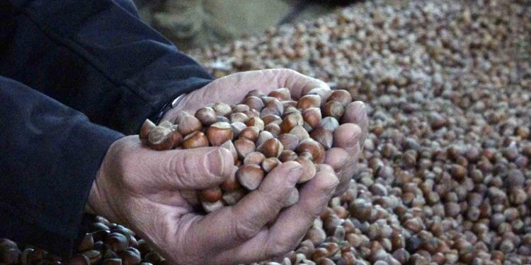INC Türkiye fındık rekoltesini açıkladı, fındık fiyatları 220 liradan 180 liraya düştü