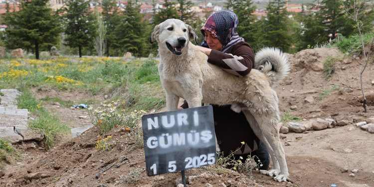 ‘Garip’in vefası: Ölen sahibinin mezarından ayrılmıyor