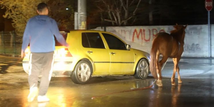 Belediyeden başıboş at ihbarı yapan vatandaşa “Atı bağlayın, biz sabah ekip göndeririz” cevabı