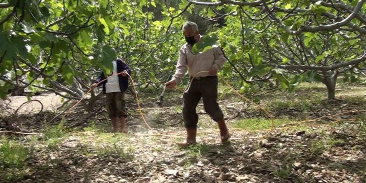 Antalya’da incir bahçelerinde yeni sezon hazırlıkları