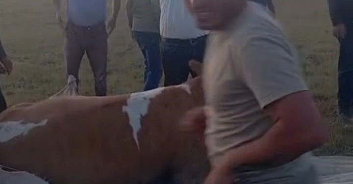 Arin Gölü’nde çamura saplanan inek kurtarıldı