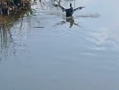Isparta’da yaralı bulunan bahri kuşu tedavisinin ardından doğaya salındı