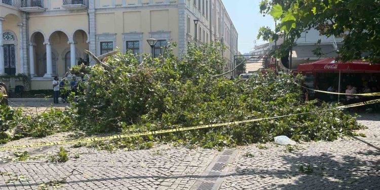 Tarihi Kemeraltı Çarşısı girişindeki dev çınar devrildi