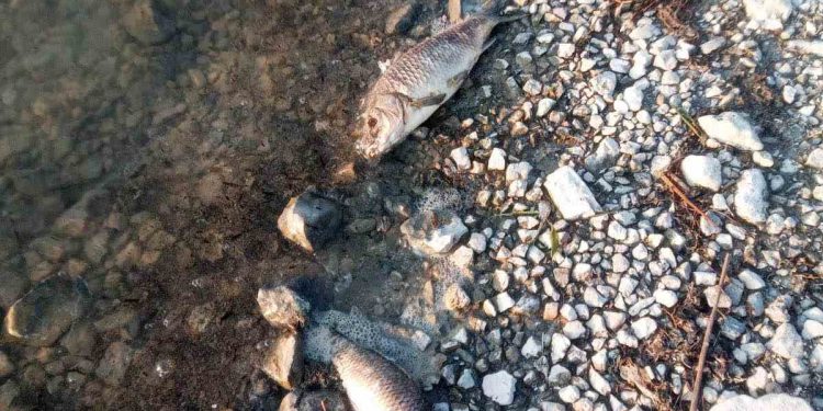 Eğirdir Gölü’nde yüzlerce sazan balığı ölü bulundu
