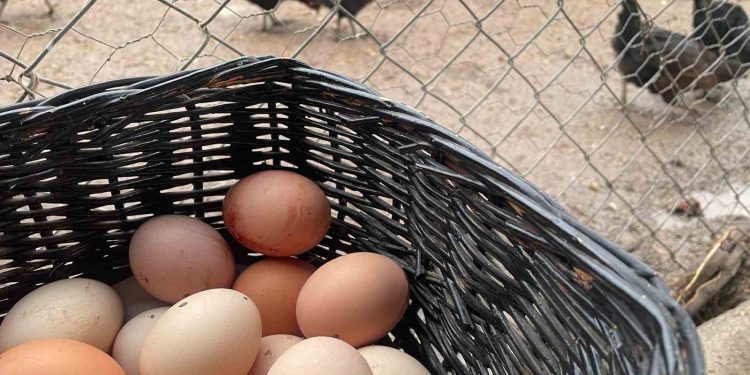 Yumurta üretimi 6 ayda 330 milyon adet azaldı