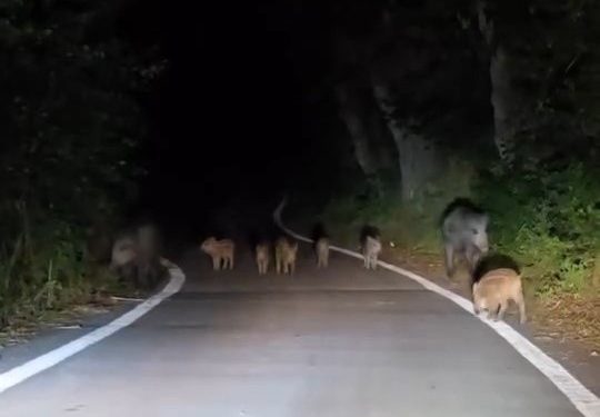 Elazığ’da domuz sürüsü yola indi