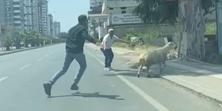 Adana’da kaçan koyun ve keçiler sahiplerini peşlerinden koşturdu