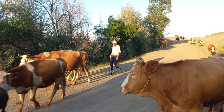 Besiciler çoban bulmakta zorlanıyor
