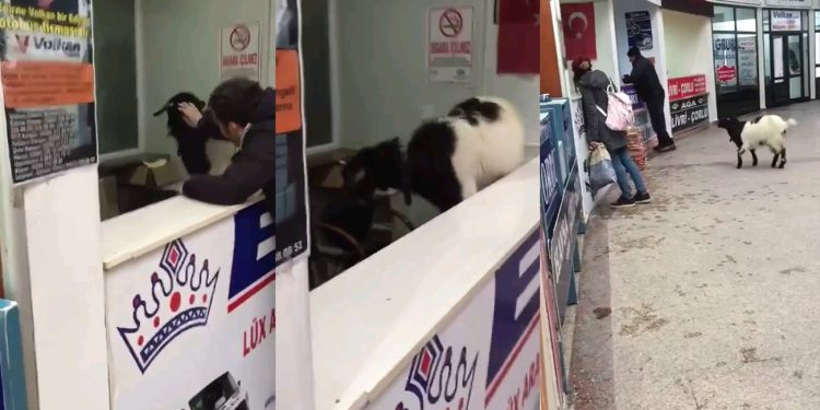 Kurban Bayramı’nda otogara giren inatçı keçi çekmeceden paraları alıp gitti