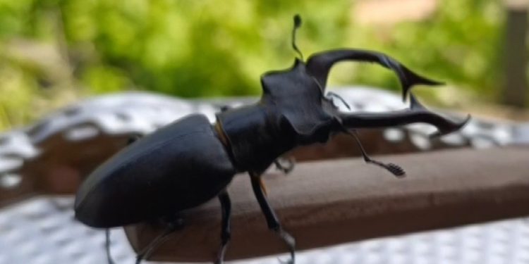 Parmak büyüklüğünde geyik böceği görüldü: Cezası 557 bin TL