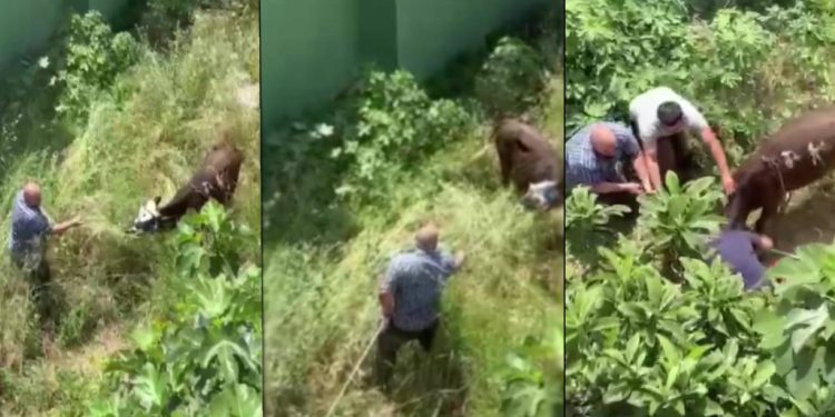 Küçükçekmece’de kaçan danayı sopayla vurarak sakinleştirmeye çalıştı